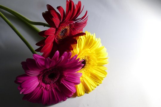 Close-up Of Gerbera Daises On White Background