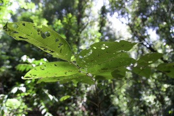 rain drops on leaves