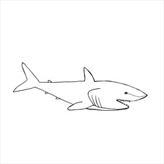 Fototapeta premium shark vector illustration, dool style, isolated on a white background.