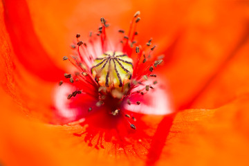 Poppy flower detail.