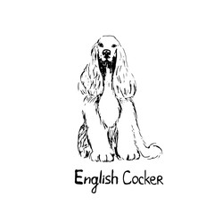 Thoroughbred dog cocker Spaniel. The dog is a friend of man. Vector illustration in doodle style. Hand drawing. Isolate on a white background
