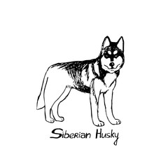 Thoroughbred dog Husky. The dog is a friend of man. Vector illustration in doodle style. Hand drawing. Isolate on a white background.