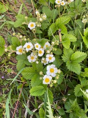 Клубника лесная(цветение)