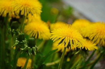Macro Photo of a dandelion plant. Dandelion plant with a fluffy yellow bud. Yellow dandelion flower growing in the ground. Dandelion with plant Lamium purpureum