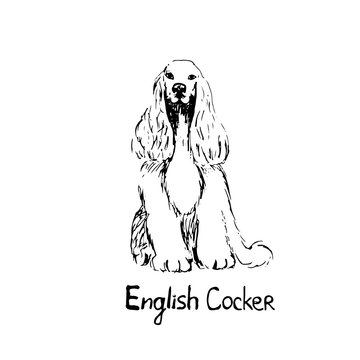 Thoroughbred dog cocker Spaniel. The dog is a friend of man. Vector illustration in doodle style. Hand drawing. Isolate on a white background