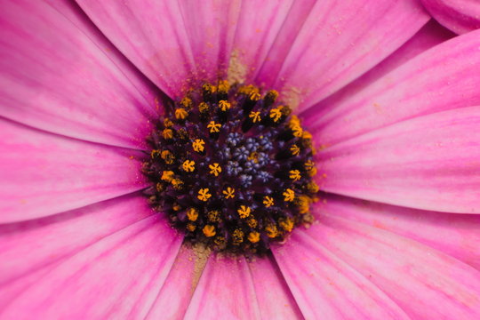 Close-up of the disk florets with the stigma, stamens and cypsela of an Purple Flower known as daisybushes and African daisy, scientific name Osteospermum
