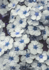 Small blooming white blue flowers as vertical winter floral botanical  background backdrop texture...