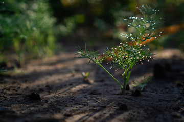 Green sprout of dill with morning dew on a bed of black soil in early morning in summer. Fresh spices from the garden.