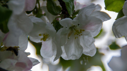 morning blossom of apple tree in spring