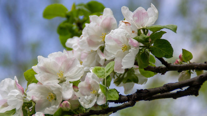 morning blossom of apple tree in spring
