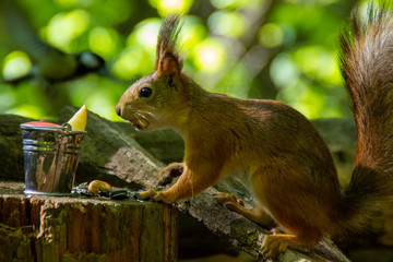 red squirrel is eating a red apple