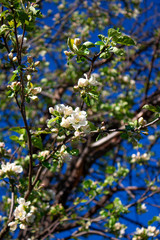 Apple tree in bloom against the blue sky. Spring blooming