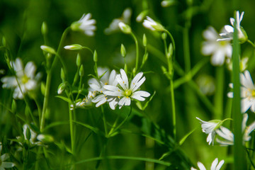white flowers in the National Park Elk Island