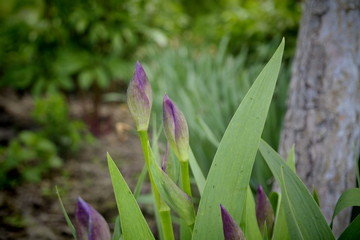 Obraz premium spring crocus flowers