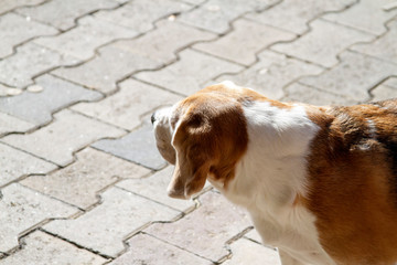 Top view of a beagle dog 