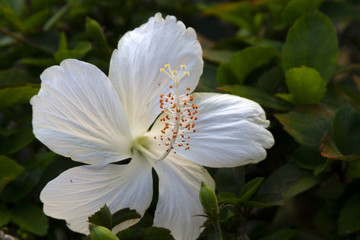 white flower