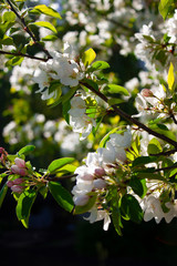 Apple tree in bloom. Apple tree branch with flowers. Spring blooming. Nature