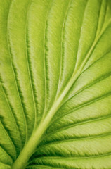 Texture of a bright fresh leaf of lily. Natural green background