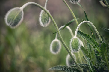 Green unbroken field poppy buds