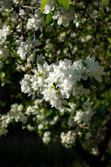 Apple tree in bloom. Apple tree branch with flowers. Spring blooming. Nature