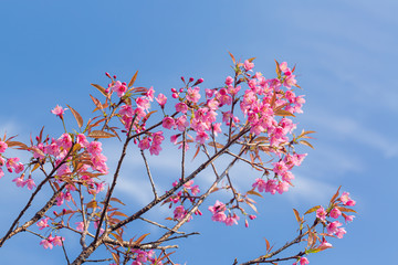 Branch of Prunus Kanzan cherry. Pink double flowers and green leaves in the blue sky background, close up. Prunus serrulata, flowering tree, called as Kwanzan, Sekiyama cherry, Japanese cherry, Sakura