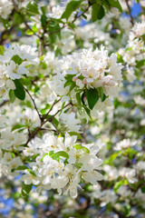 Apple tree in bloom. Apple tree branch with flowers. Spring blooming. Nature