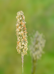 Grasbl&uuml;ten&auml;hren in einer Wiese, Details einer Gras Bl&uuml;ten&auml;hre vor gr&uuml;nem Hintergrund, Alopecurus Pratensis Bl&uuml;ten&auml;hren, bl&uuml;hender Wiesenfuchsschwanz, Gr&auml;ser Bl&uuml;te&auml;hren