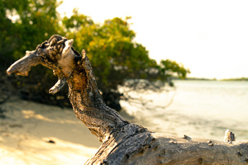 Rama de árbol a la orilla Del Mar con forma de animal