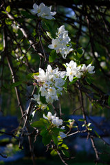Apple tree branch with flowers. Spring blooming