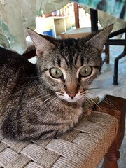 cat on the table