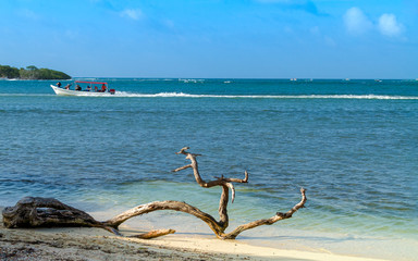 Árbol en la costa. Pequeña isla en Venezuela con embarcación típica del país llamada peñero