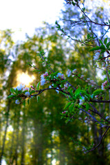 Apple tree in bloom. Beauty in nature