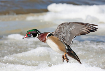 Wood duck male (Aix sponsa) with colourful wings taking flight over the winter snow in Ottawa, Canada