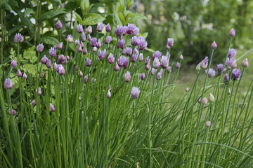 field of purple tulips