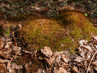Obraz premium Moss in the forest and dry leaves