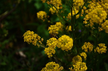 closeup view of mustard yellow flowers blooming in field