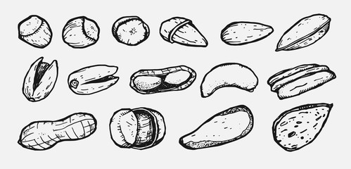 Hand drawn vector illustration with nuts. Graphic handmade illustration. Nuts isolated from background. Pecan, Cashew, Hazelnut, almond, Brazil nut, peanut, Pistachio.