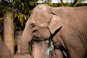 Fototapeta premium elephant in the zoo