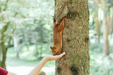 squirrel eats from a woman's hand in in Kislovodsk national park park ,Caucasus, Russia - Powered by Adobe