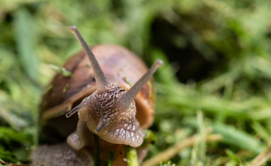 Land snail crawling on the grass lit by sunlight. Selective focus.