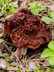 Morels - an edible mushroom growing in a forest in the grass. Spring mushrooms are harvested in the forest. Russian forest and mushrooms.