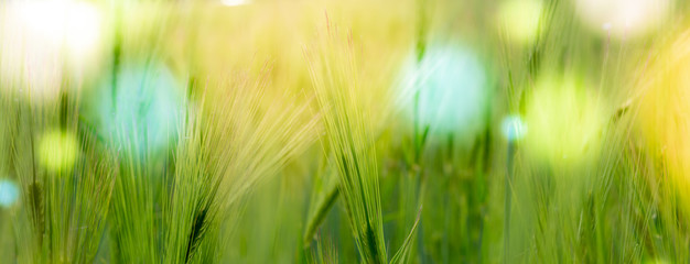 Abstract blurred nature background wheat field. Abstract nature bokeh pattern