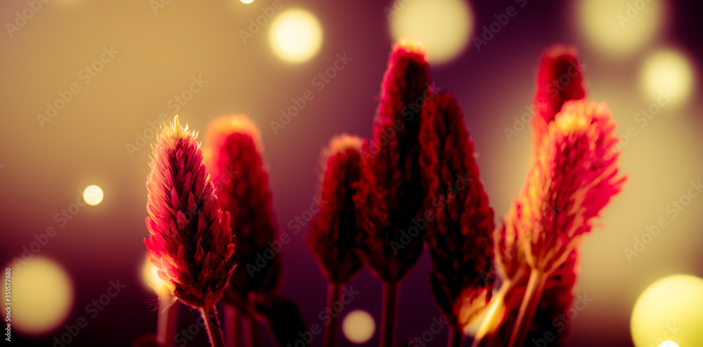 Wall mural abstract blurred nature background clover flower. abstract nature bokeh pattern