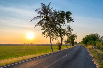 Road through the rice field at sunset