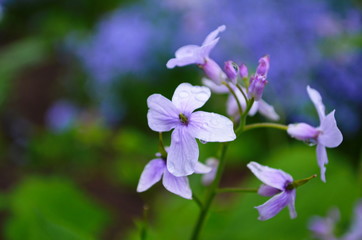 Blooming Dame's Rocket ( Hesperis matronalis ) close-up with violet blossoms in the garden