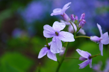 Blooming Dame's Rocket ( Hesperis matronalis ) close-up with violet blossoms in the garden