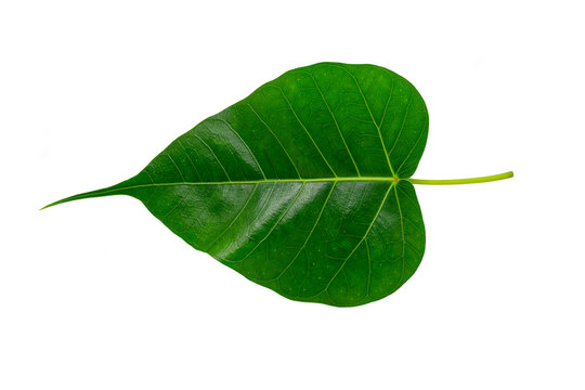 Green bothi leaf (Pho leaf, bo leaf) isolated on white background