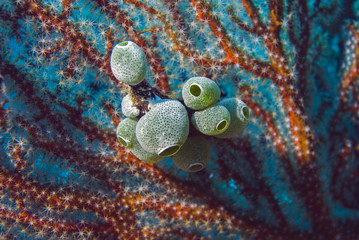 Clown Anemonefish, Amphiprion percula, swimming among the tentacles of its anemone home. Romblon, Anilao, Phillippines.