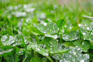 Macro shot of dew drops on a green clover background lit softly on an overcast day.