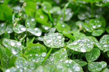 Macro shot of dew drops on a green clover background lit softly on an overcast day.